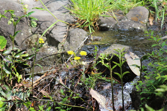 紅葉山公園_f0298864_15363163.jpg