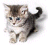 f0323266_213504.gif