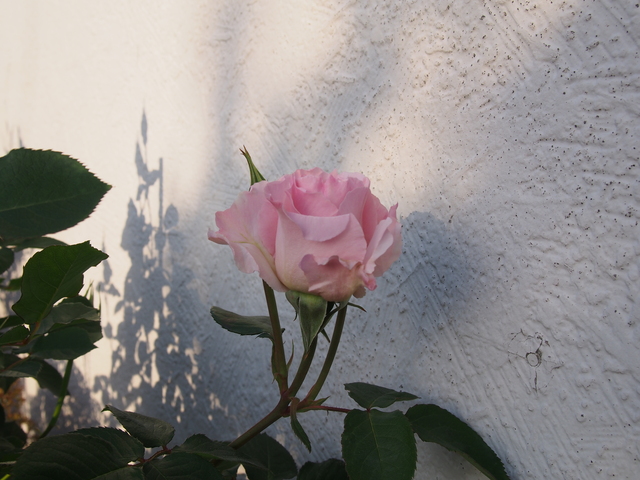b0194267_2140153.jpg