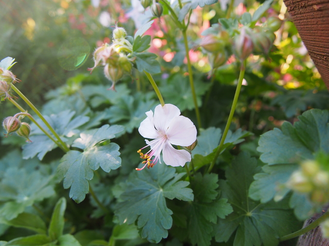 大好きなお花は？_b0194267_2173443.jpg