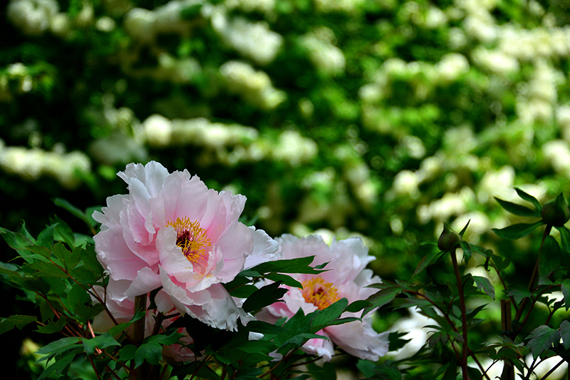 花のお寺_c0317868_18235746.jpg