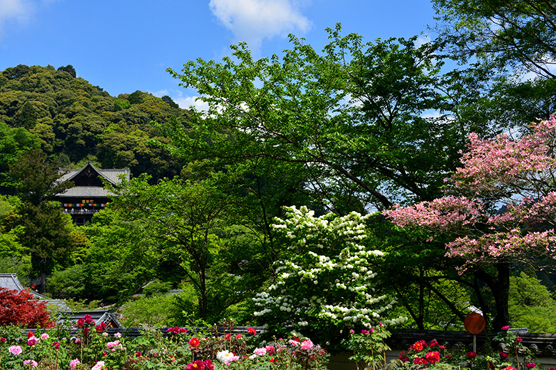 花のお寺_c0317868_18264311.jpg