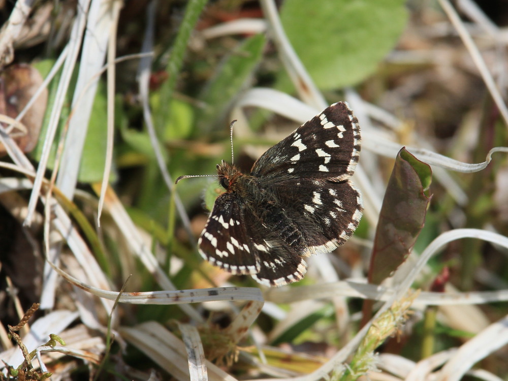 蝶標本｠山梨県産 チャマダラセセリ 2♂ （表＆裏展翅） 標本