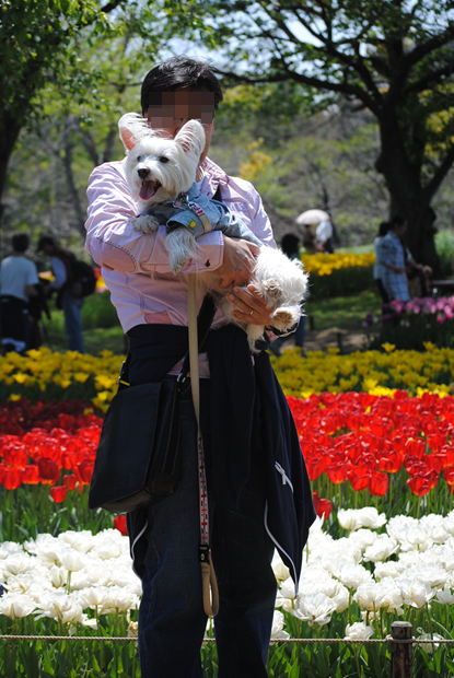 ♪ ダニエル  昭和記念公園・たくさんのチューリップ～(*^_^*) ♪_b0242873_08291230.png