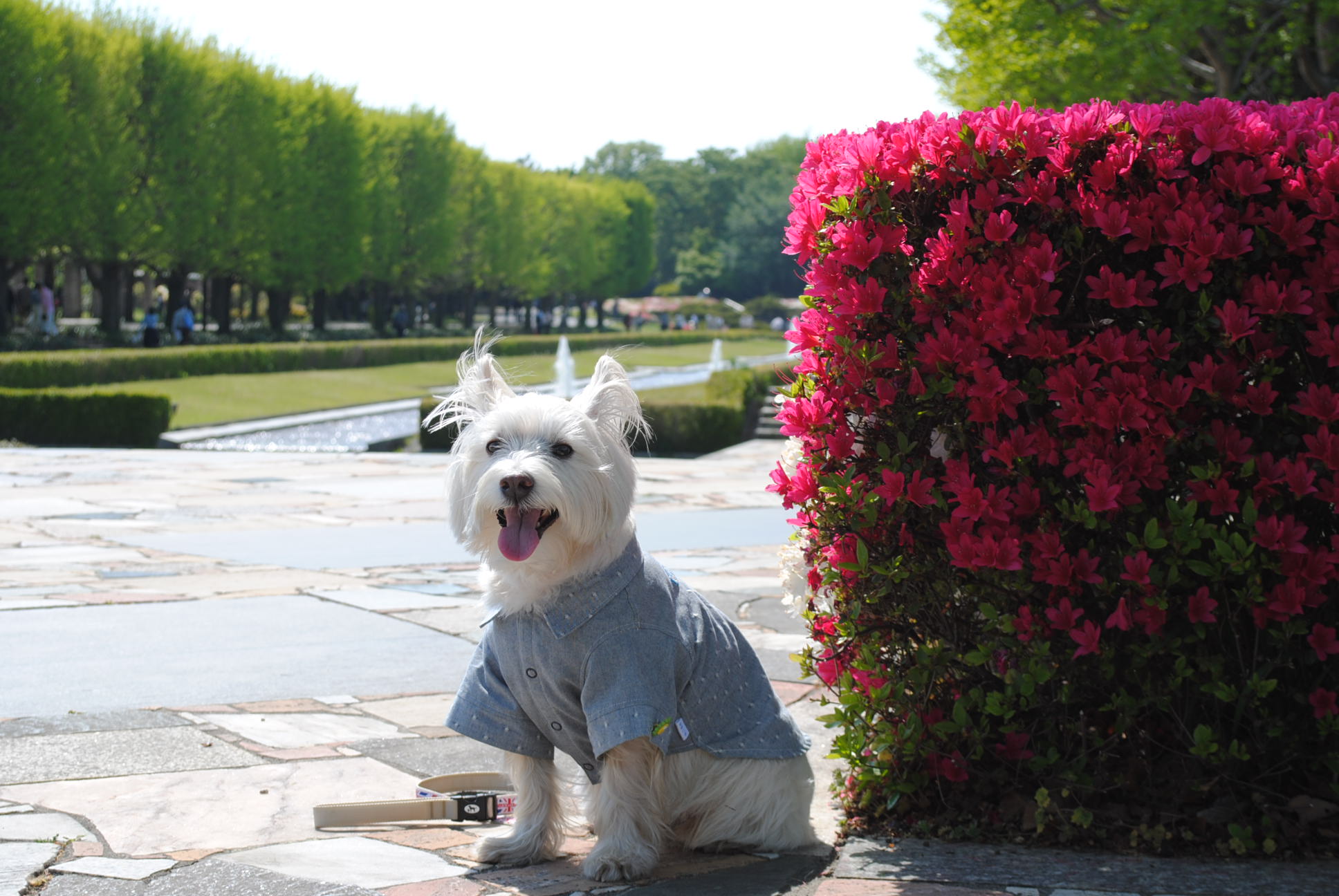 ♪ ダニエル  昭和記念公園・たくさんのチューリップ～(*^_^*) ♪_b0242873_08580634.jpg