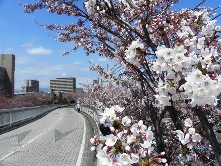 白石サイクリングロードの桜_b0055585_10281740.jpg