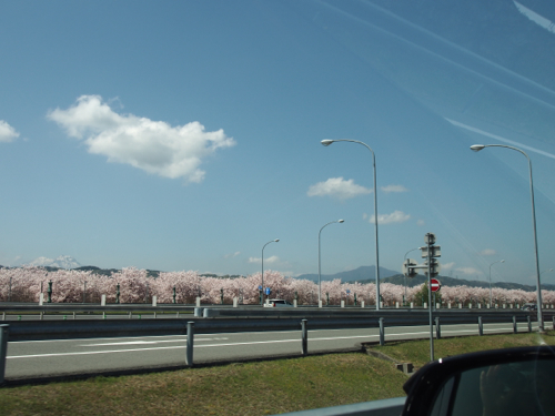 5月のお花見 小布施_d0133485_742940.jpg