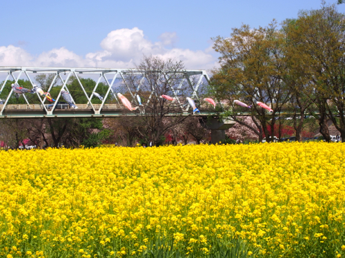 5月のお花見 小布施_d0133485_74410.jpg