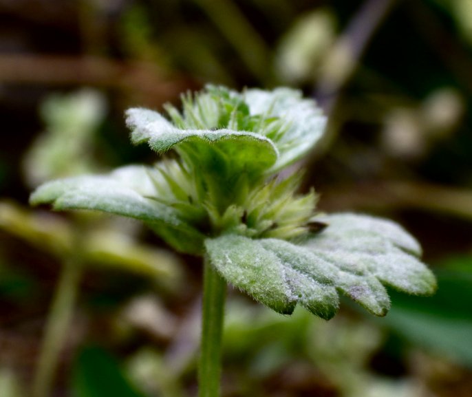 草？花、やはり花_e0191585_21554953.jpg