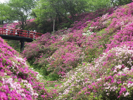 岬町・淡輪つつじ祭　　　　by　　　(ナベサダ)_f0053885_2028912.jpg