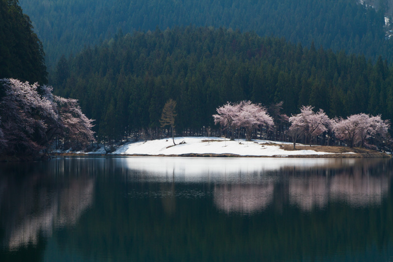 津南町　中子の桜_c0092386_511857.jpg