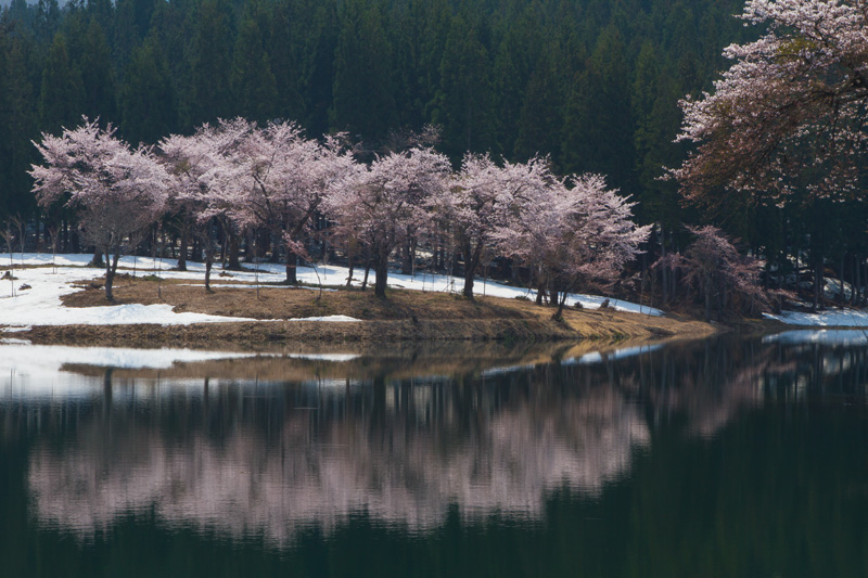 津南町　中子の桜_c0092386_5121817.jpg