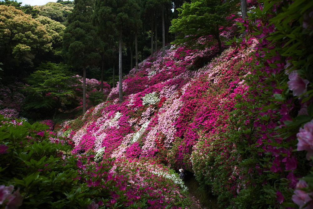 大興善寺_b0163788_1131191.jpg