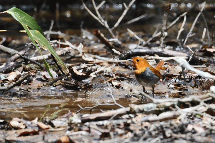 Golden bird rush！　＜駒鳥・黄鶲・黒鵐　他＞_e0248688_18115532.gif