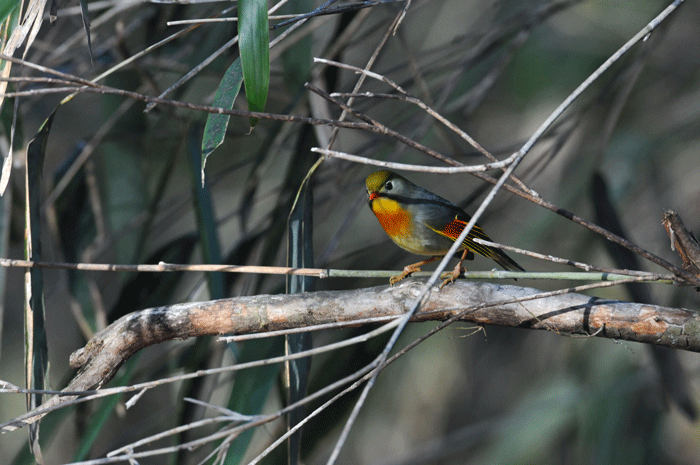 Golden bird rush！　＜駒鳥・黄鶲・黒鵐　他＞_e0248688_181398.gif