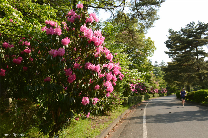 シャクナゲの花は続く_d0024291_2326359.jpg