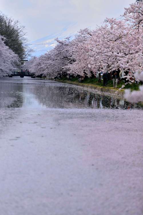 弘前桜　水面の5題_e0241691_203733100.jpg