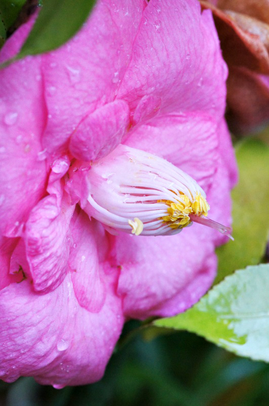 【　躍動の春　】　我が家の庭の花・椿〈山茶　〉…★_e0039703_22473366.jpg