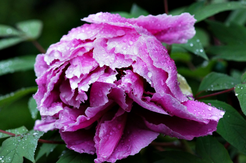 お詫び【催花雨に潤う我が家の庭の花】　牡丹_e0039703_2371291.jpg