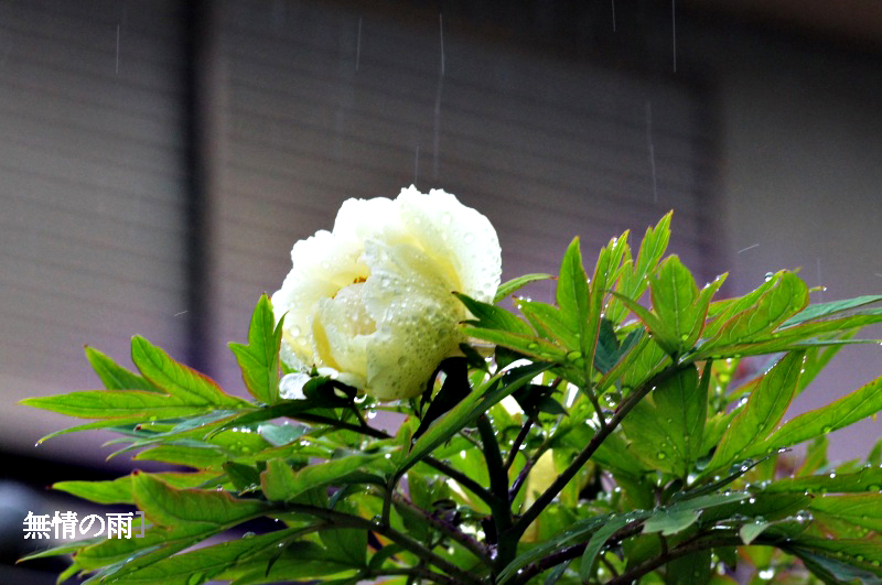 お詫び【催花雨に潤う我が家の庭の花】　牡丹_e0039703_2382252.jpg