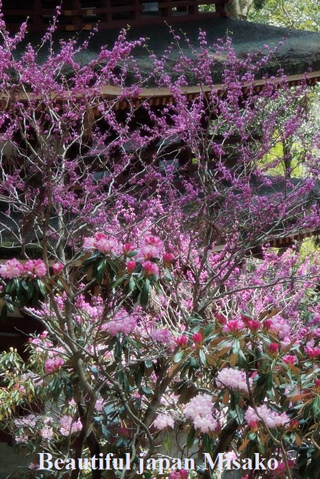 室生寺に咲くこのお花・・・・・・知っていますか？　4月24日_c0067206_12213843.jpg