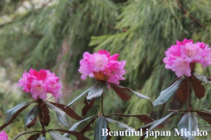 室生寺に咲くこのお花・・・・・・知っていますか？　4月24日_c0067206_12365866.jpg