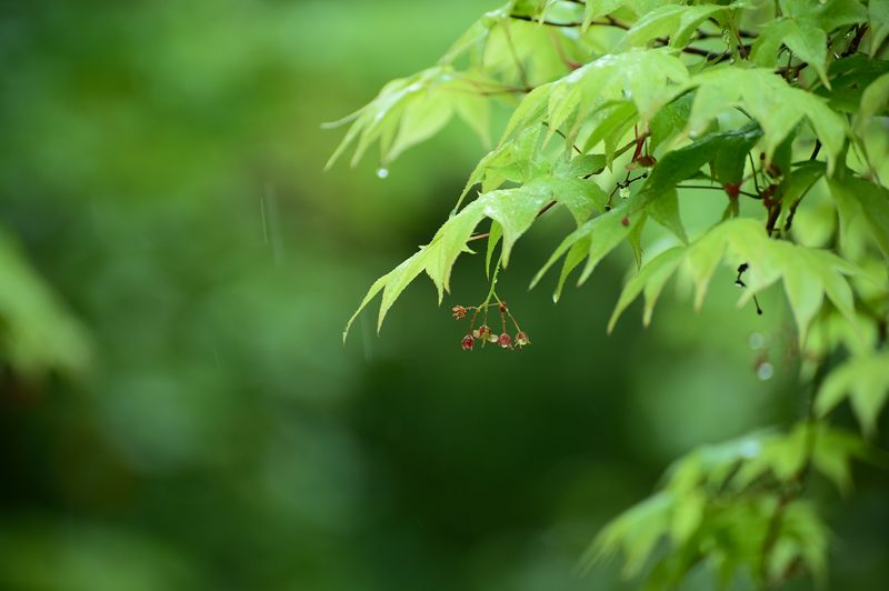 雨寺巡り・妙心寺塔頭大法院_f0032011_19192929.jpg