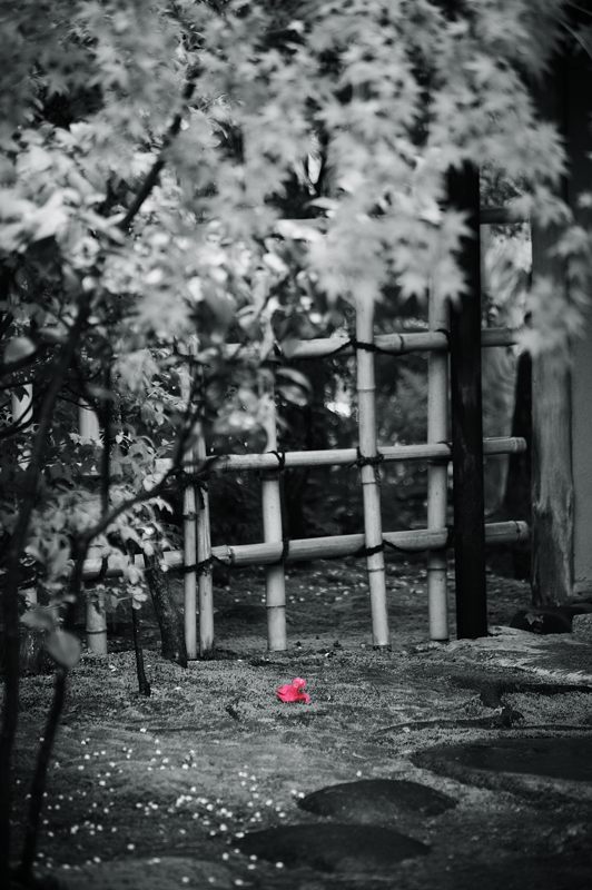 雨寺巡り・妙心寺塔頭大法院_f0032011_1919493.jpg