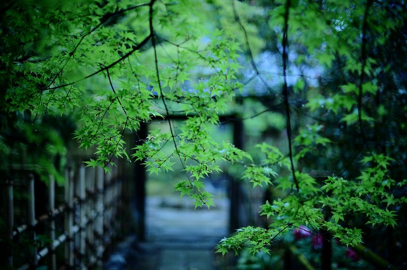 雨寺巡り・妙心寺塔頭大法院_f0032011_19204137.jpg