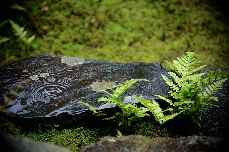 雨寺巡り・妙心寺塔頭大法院_f0032011_1920839.jpg