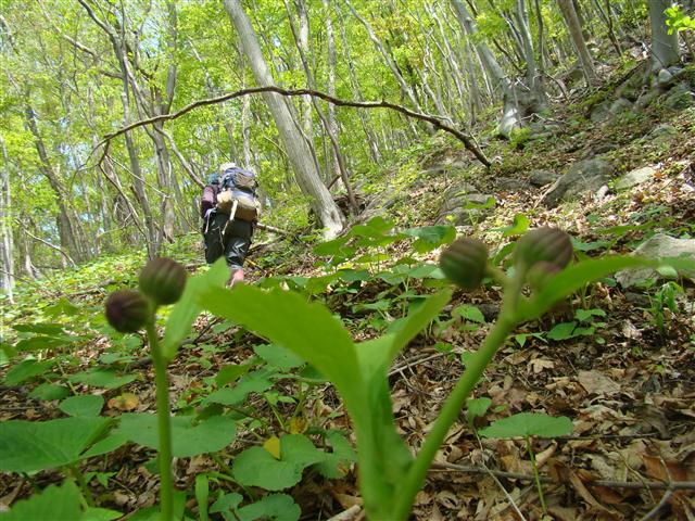 小屋森山を周回/泉ヶ岳前衛峰群…_a0127015_11252368.jpg