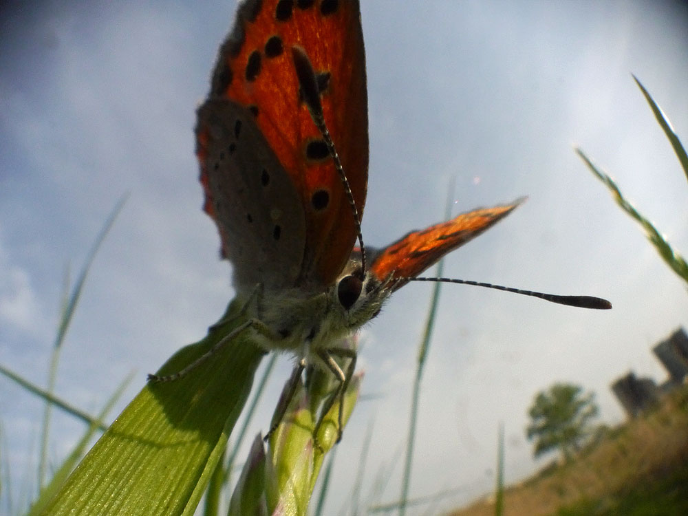 c0145418_19058.jpg