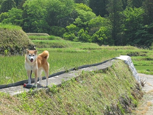 海へ山へ_b0225620_22172282.jpg