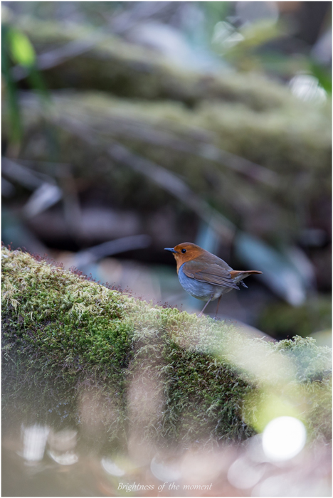 山梨野鳥_e0200922_1721325.jpg