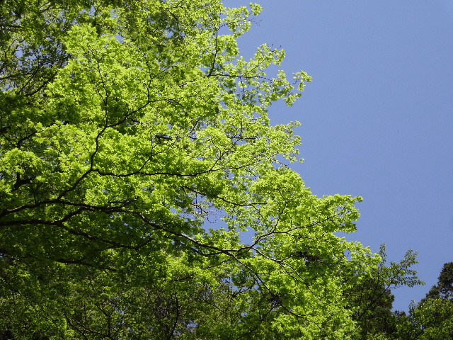 c0141223_182038100.jpg