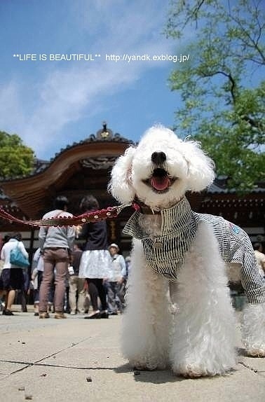 深大寺_d0083623_014191.jpg