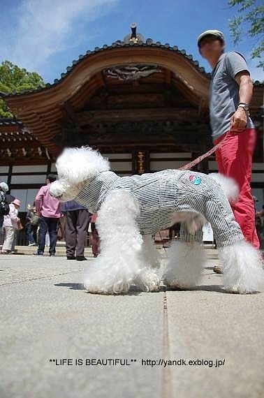 深大寺_d0083623_0174182.jpg