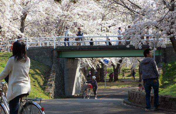 桜満開_a0046429_23374667.jpg