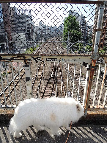 夏日_c0062832_6385487.jpg