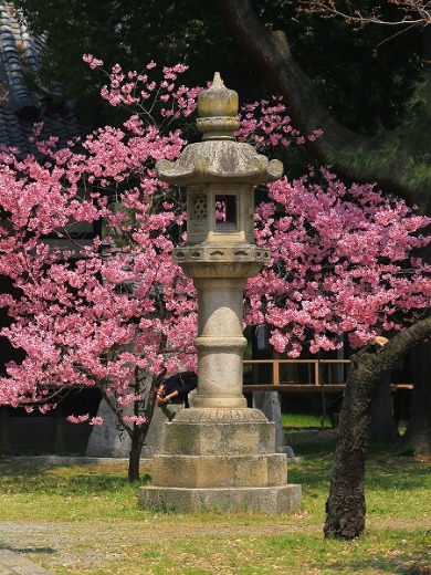 信州さくら便り『上田城跡公園』その２_f0229832_9381575.jpg