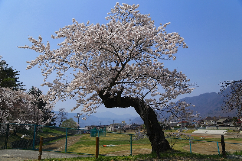 信州さくら便り『上田城跡公園』その２_f0229832_9453044.jpg