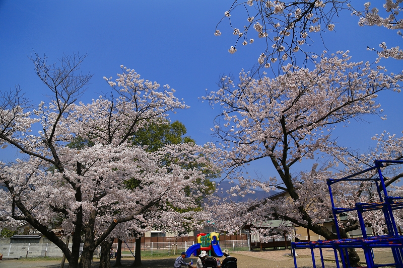 信州さくら便り『上田城跡公園』その２_f0229832_9462214.jpg