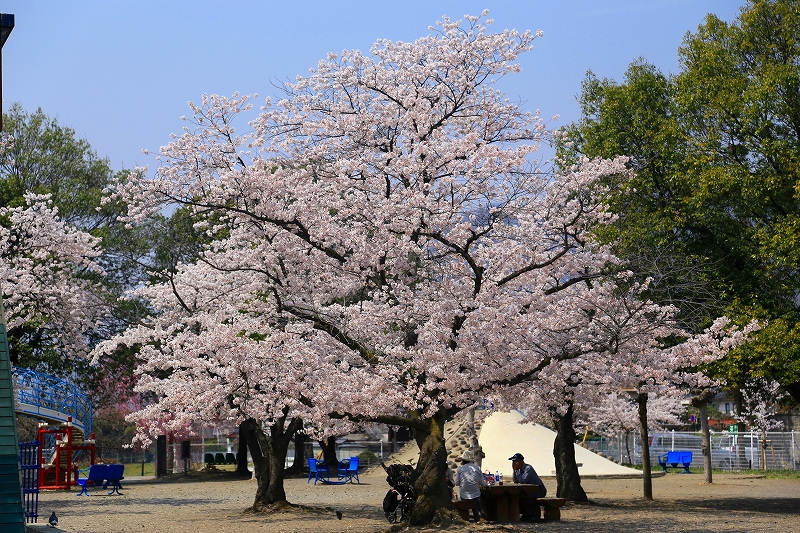 信州さくら便り『上田城跡公園』その２_f0229832_94743.jpg