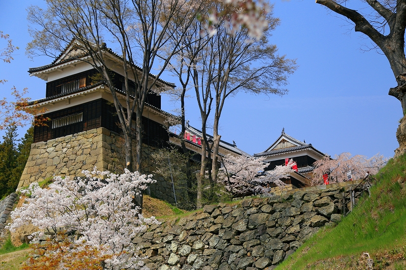 信州さくら便り『上田城跡公園』その２_f0229832_9565653.jpg