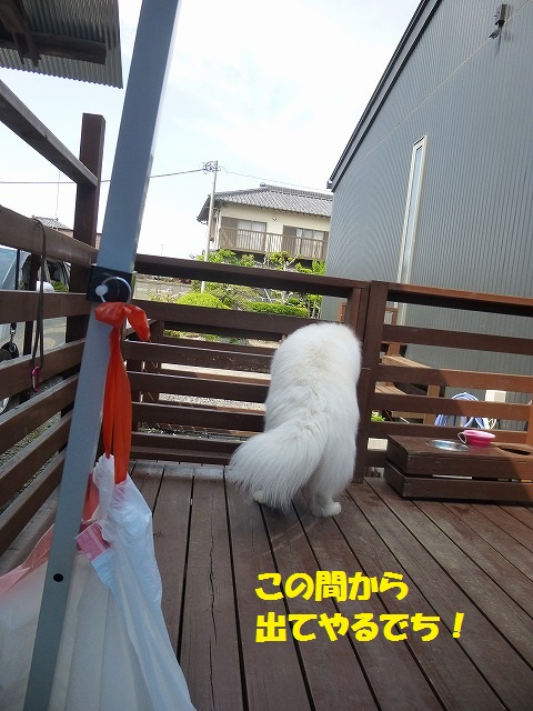 念願の、BBQ～～♪　　　３日。_e0196135_22365171.jpg