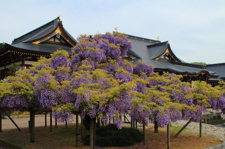 花が香る寺_f0297537_22532526.jpg