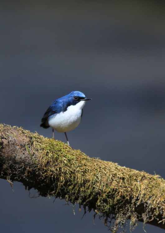 青い鳥　コルリ_c0304040_21281294.jpg