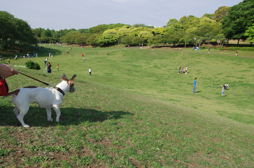 good DOGでいこう！_e0144545_18462363.jpg