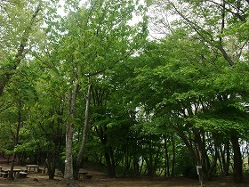 桜開花情報-倶利伽羅県定公園-_c0208355_17304013.jpg