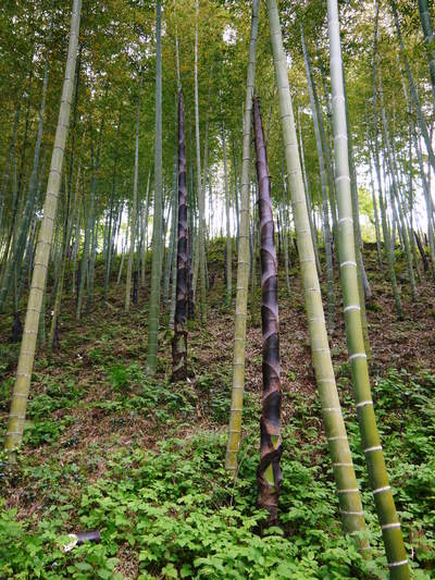 干したけのこ 平成26年度無農薬・有機栽培で育てた「干したけのこ」販売開始!!人気の秘密その3_a0254656_18305889.jpg